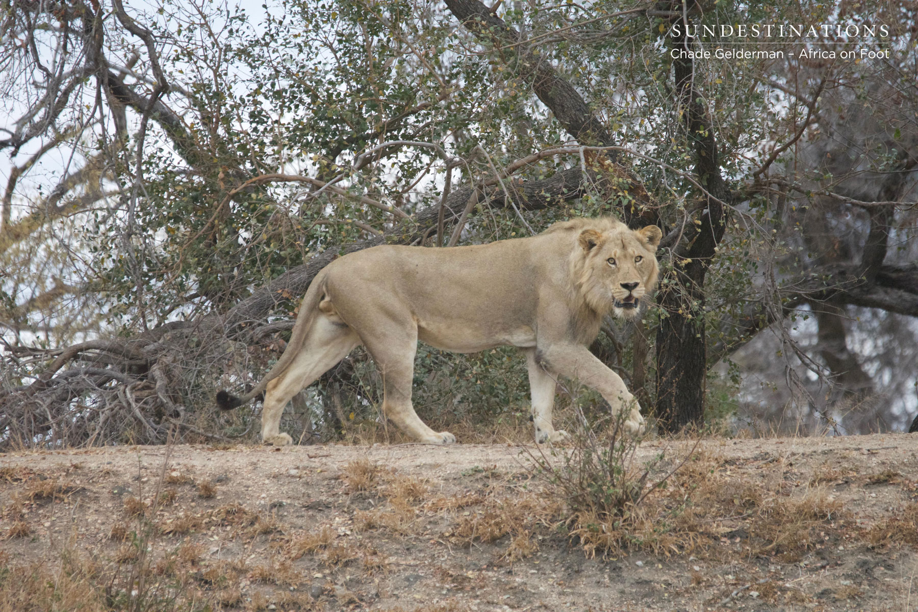 Unknown Male Lion
