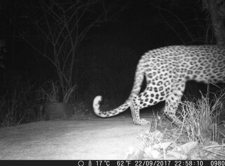 #CameraTrapTales : Leopard Walks Around Ezulwini Lodge