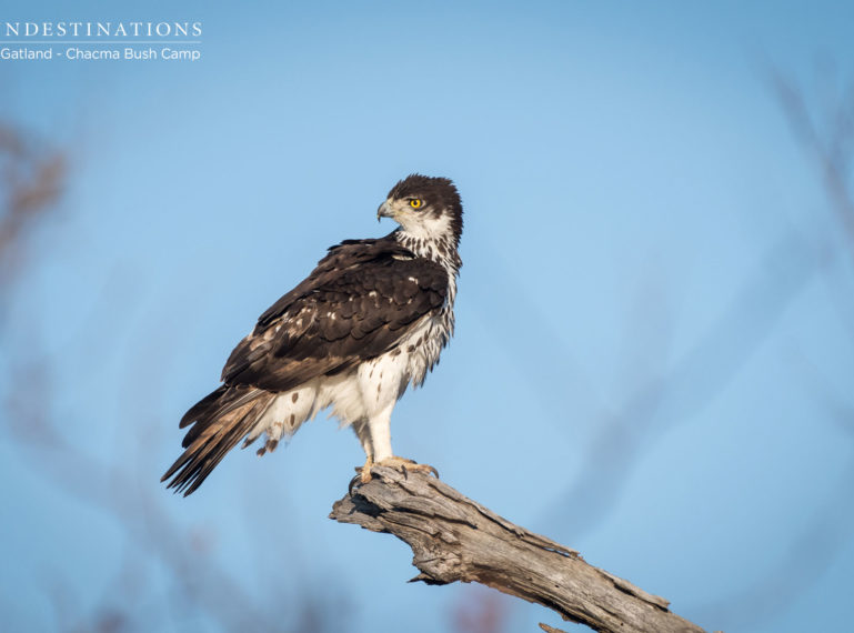 Photographs of Birds Spotted at Chacma Bush Camp