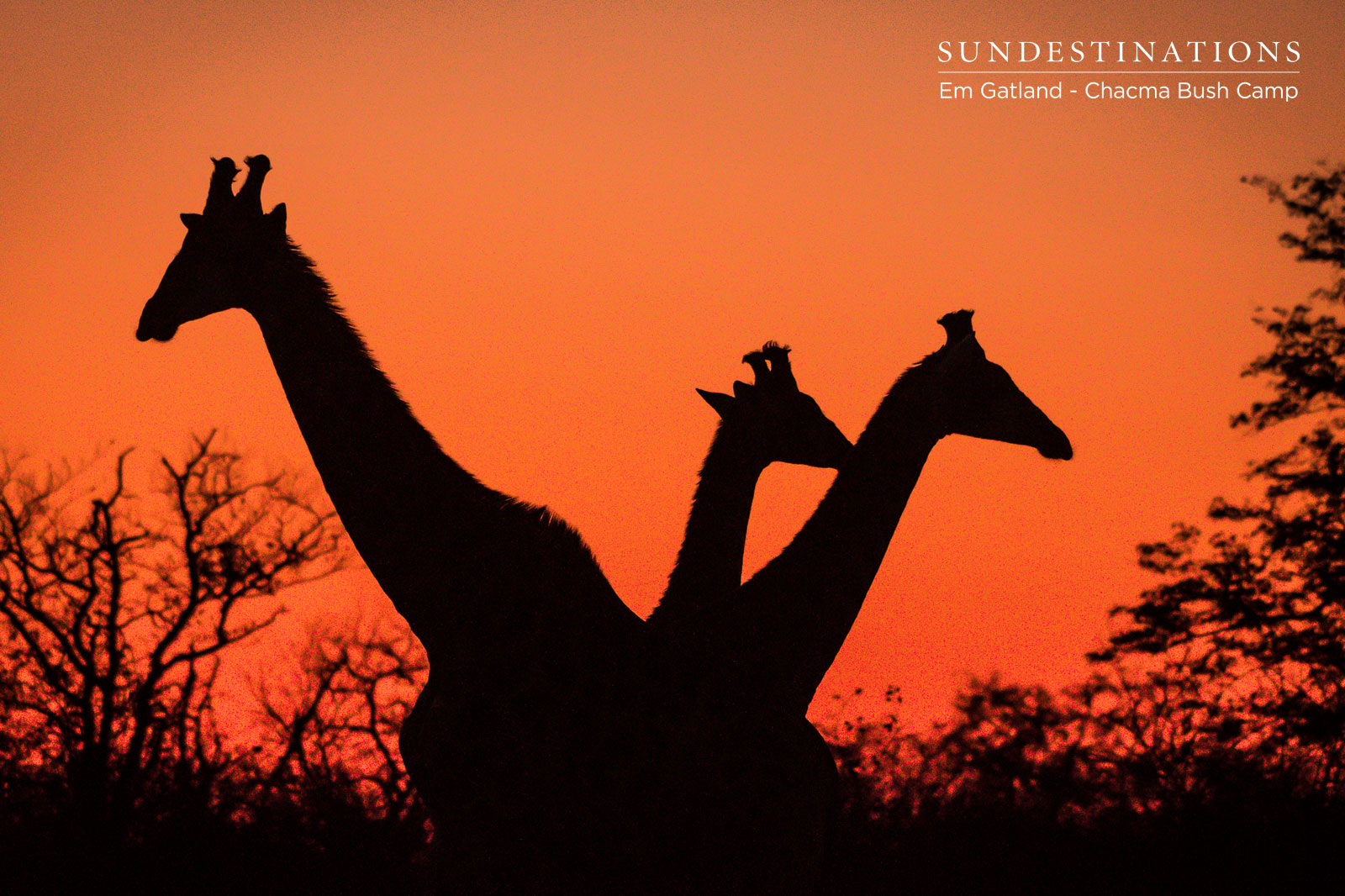 Chacma Giraffe Sunset
