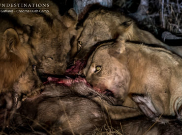 6 burgeoning young male lions were spotted cruising down the rocky gravel road in the Maseke Game Reserve. Their swag displayed a sense of youthful confidence and powerhouse of formidable strength. This appears to be their kingdom, and they rule it with a dominant  attitude. Our Maseke lion sightings have only been of this male coalition, […]