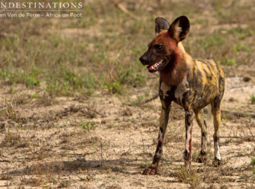The endangered African wild dog is a highly-skilled and successful carnivore that conducts precision based kills in packs. You’d be forgiven for thinking that these lithe mottled colour dogs are timid and adorable, given that they appear gregarious and ceremoniously playful in their demeanour . Looks, and sometimes social behaviour, can be deceiving. The rare African […]