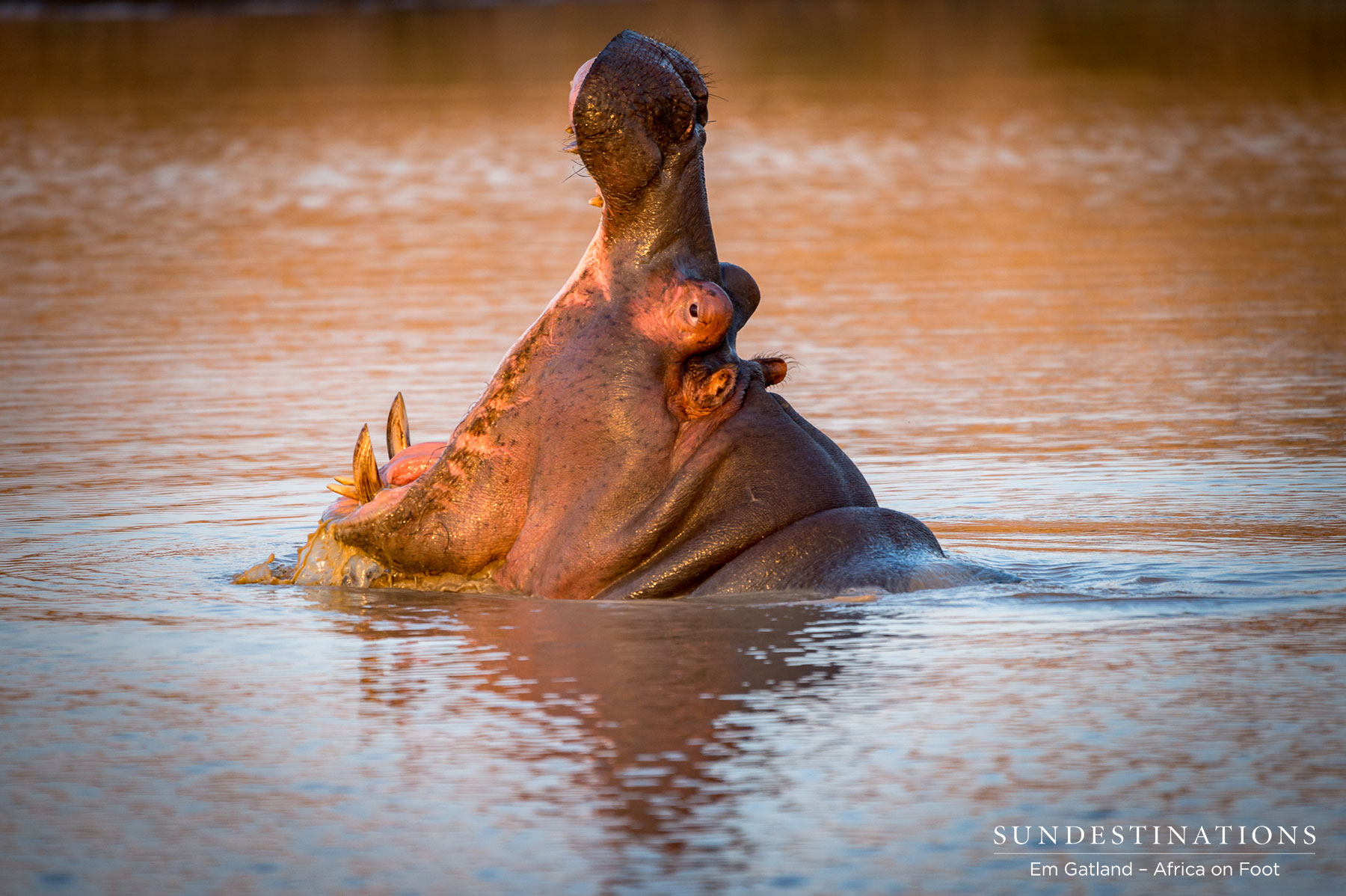 Hippo at Africa on Foot