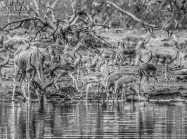 We’ve discovered that the best way to kick the Monday blues is to start the week off with an influx of wildlife images from our camps and lodges. Call it Monday motivation or Monday distraction, either way you’ll find yourself pouring over our photographer’s abstract take on the wild and the simple, clean images that tell […]