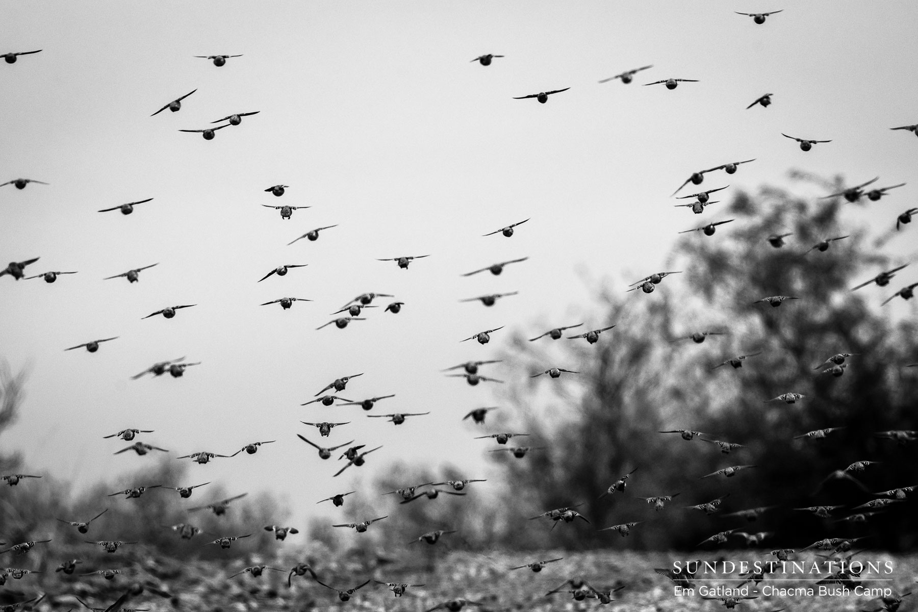 Flock of Birds at Chacma