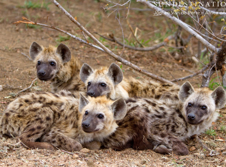 Week in Pics : The Iconic Animals of the Safari World