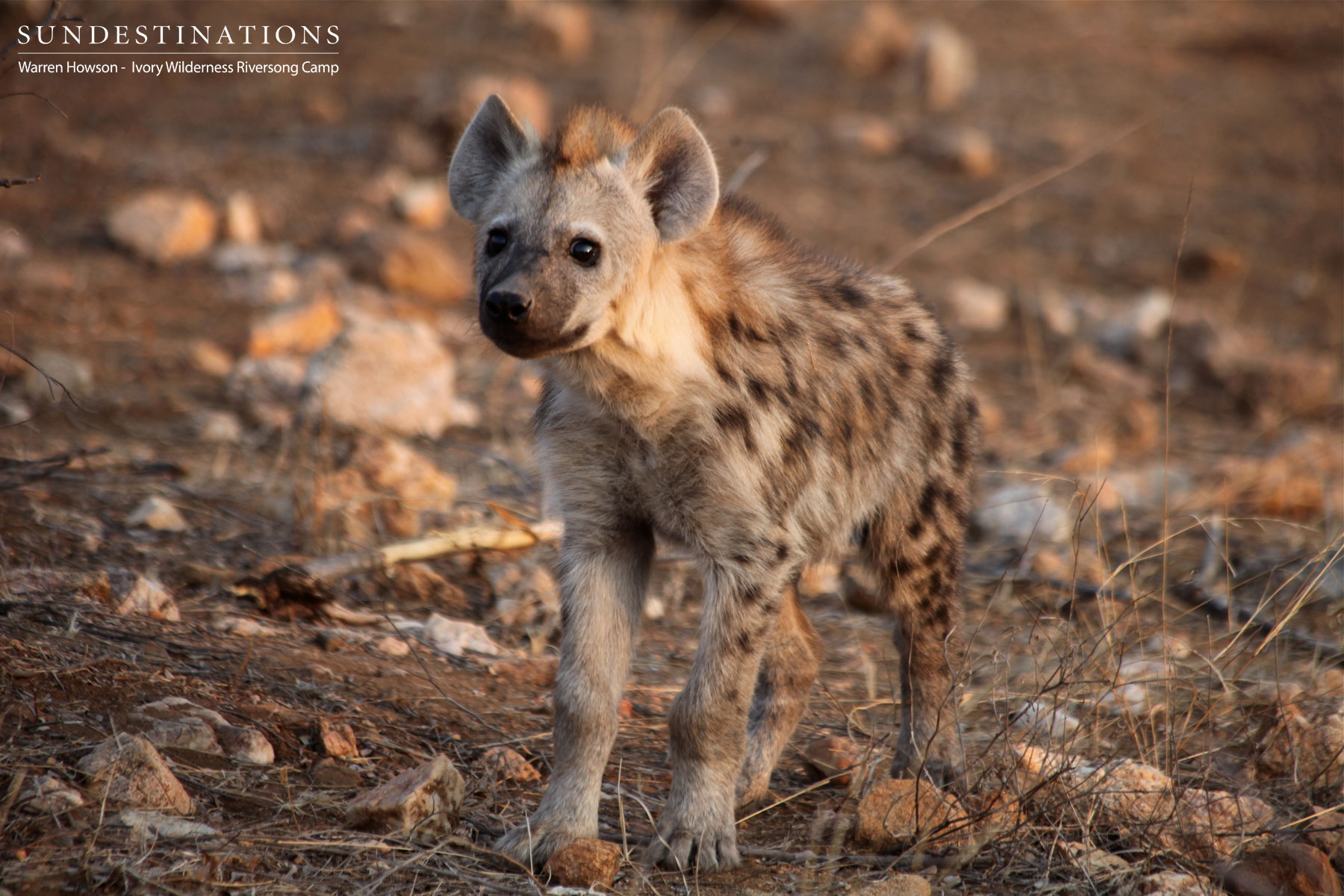 Ivory Wilderness Hyena Cub