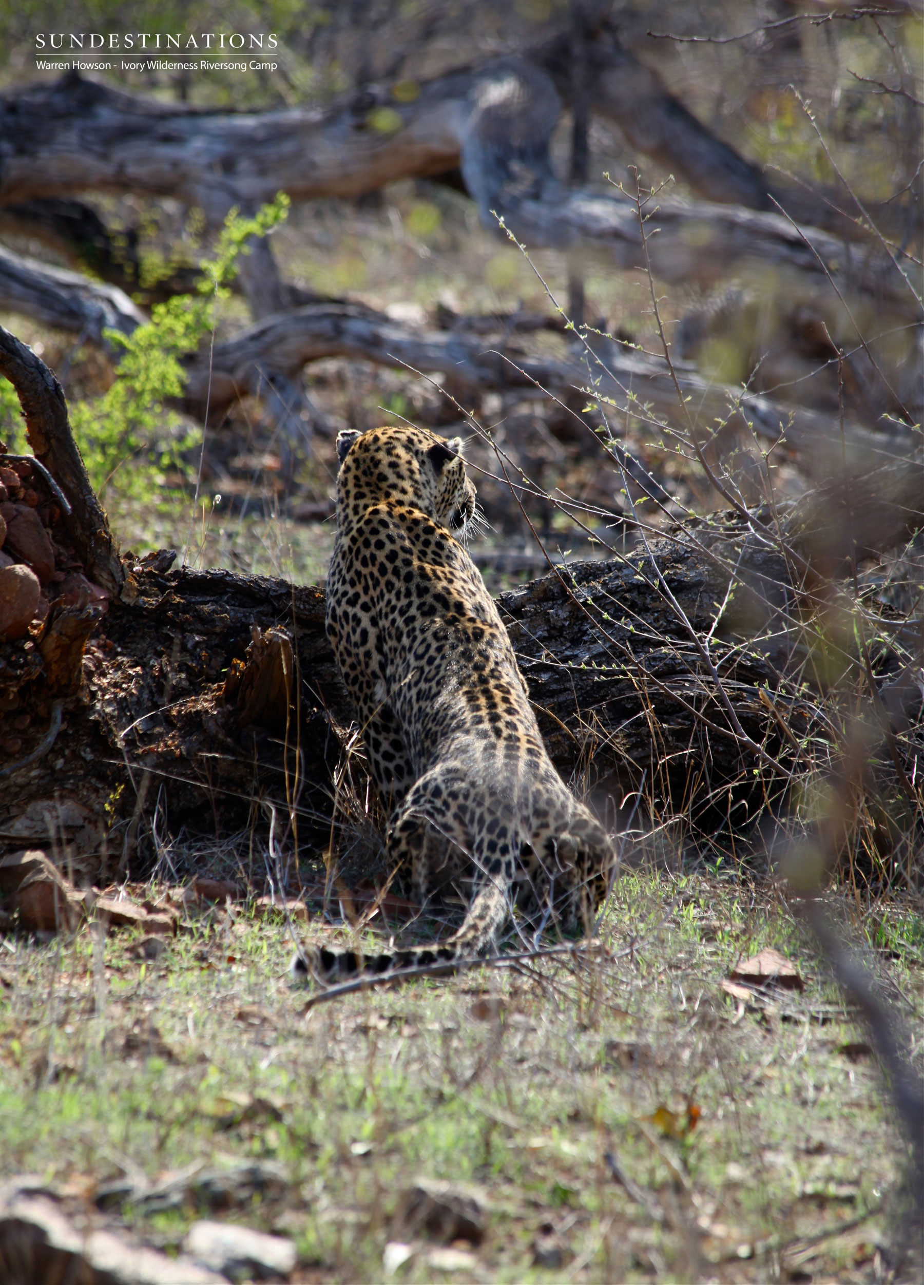Leopard Ivory Wilderness