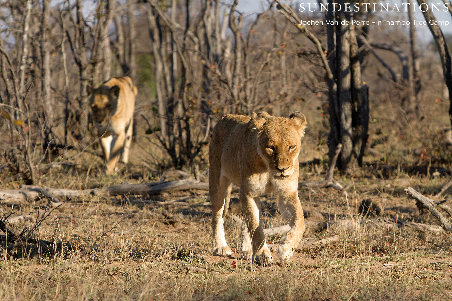 Ross Pride Breakaway Lionesses