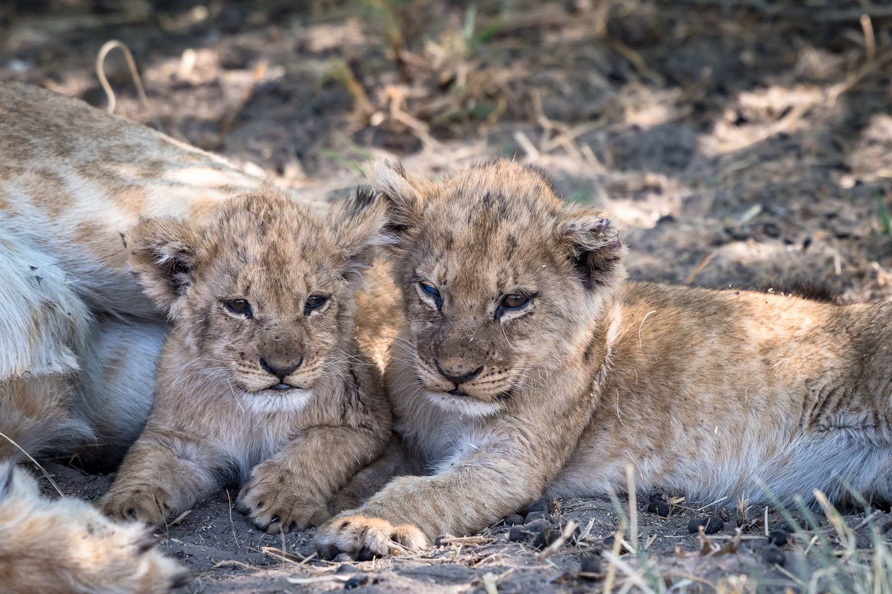 Camp Savuti Lion Cubs