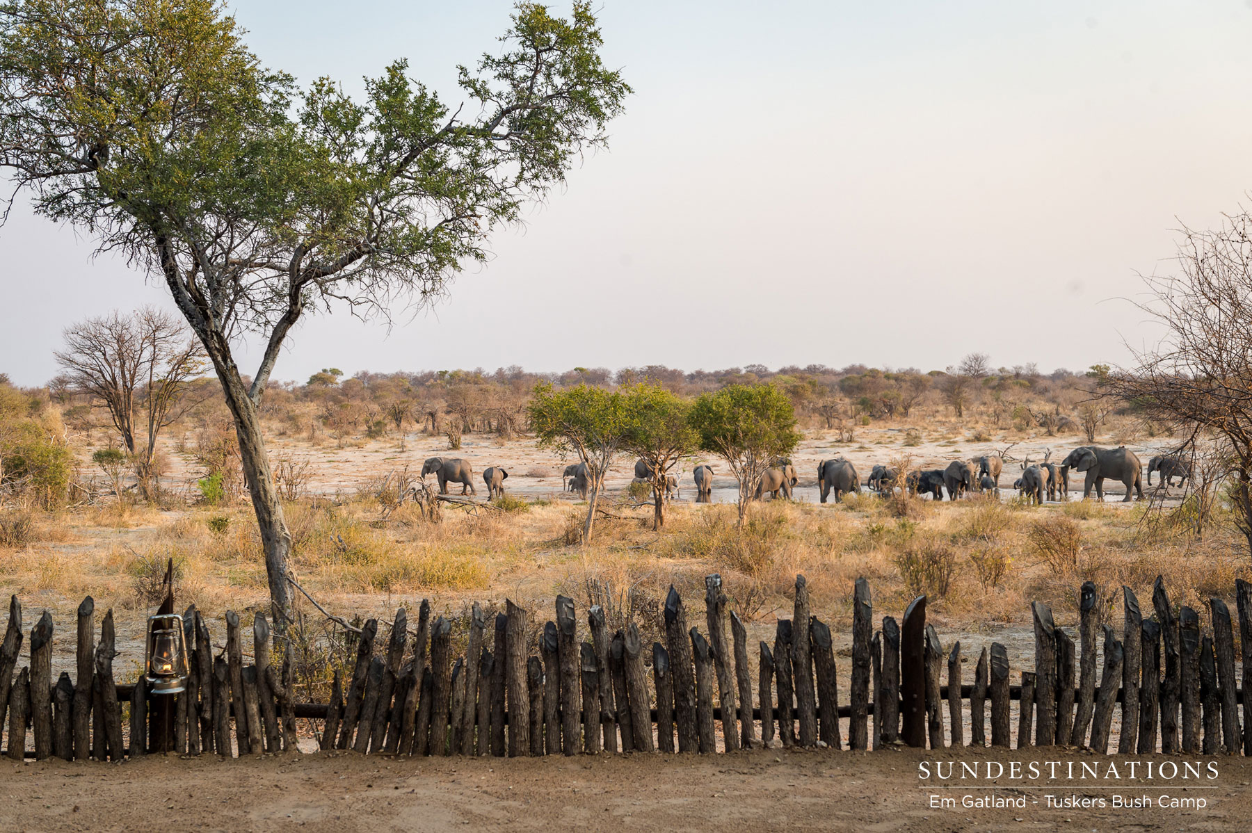 Tuskers Elephant Herds