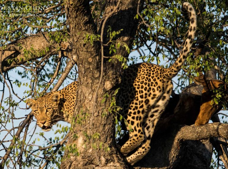 Klaserie Wild Dogs Displace Leopard from Kill