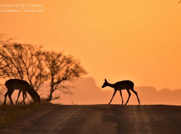 This week we’ve enjoyed a slew of interesting photos emerging from our camps and lodges. The thunderstorms are rolling in, which is a clear indicator that summer is approaching. With the new season rapidly encroaching, the skies above beginning to shift; bringing in 3 dimensional cloud cover and backgrounds ideal for wildlife photography. Needless to say, […]