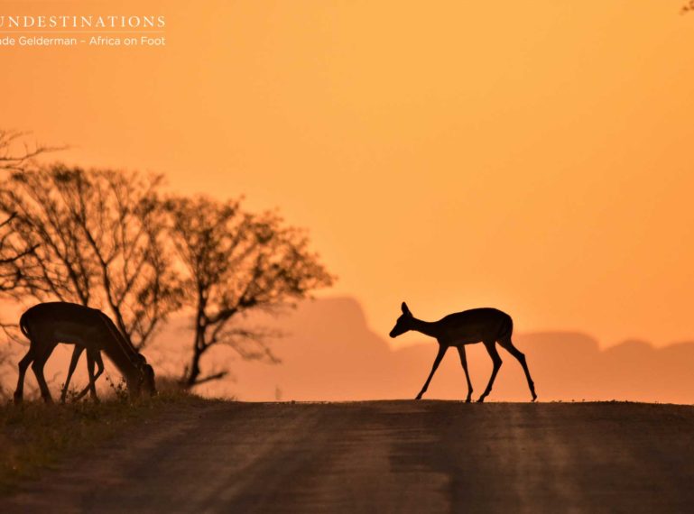 Week in Pics : Landscapes, Predators and Plains Game