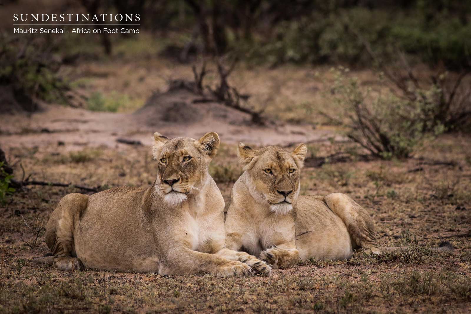 Ross Pride Breakaway Lionesses