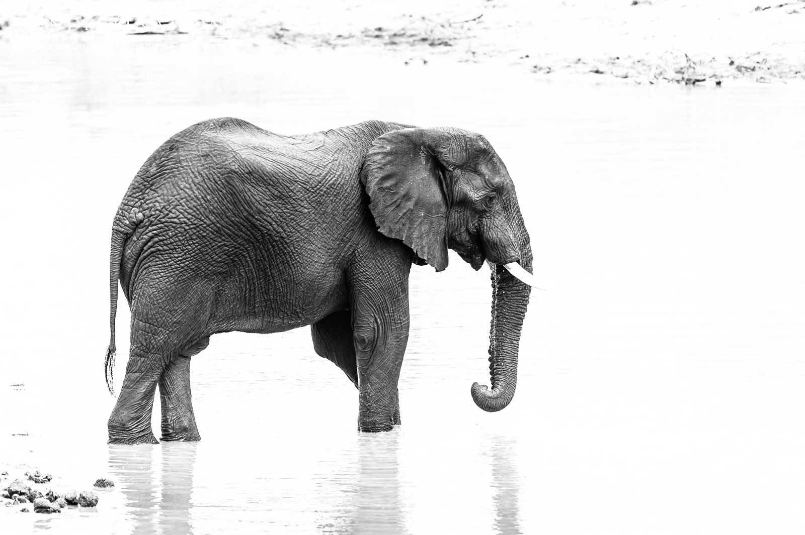 Young Chacma Elephant