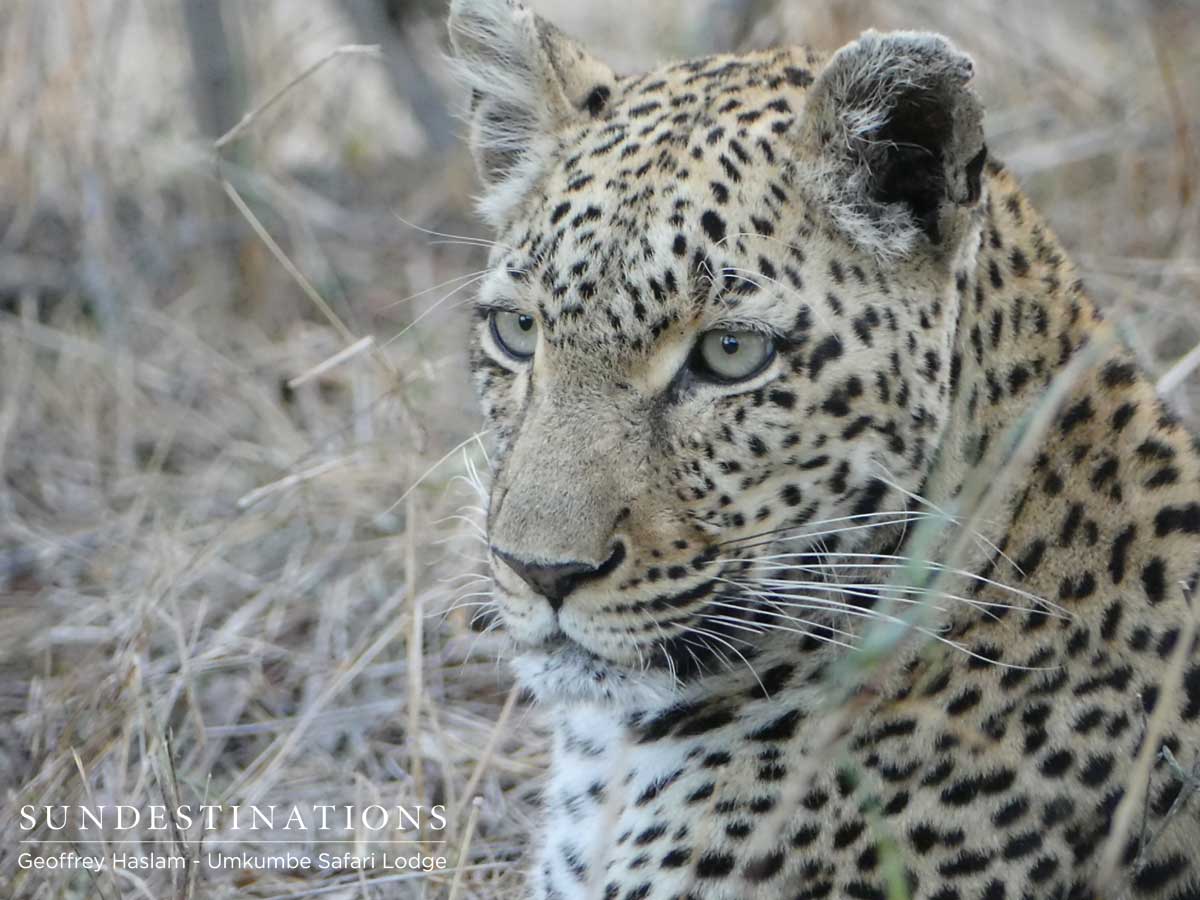 Unknown Leopardess Umkumbe