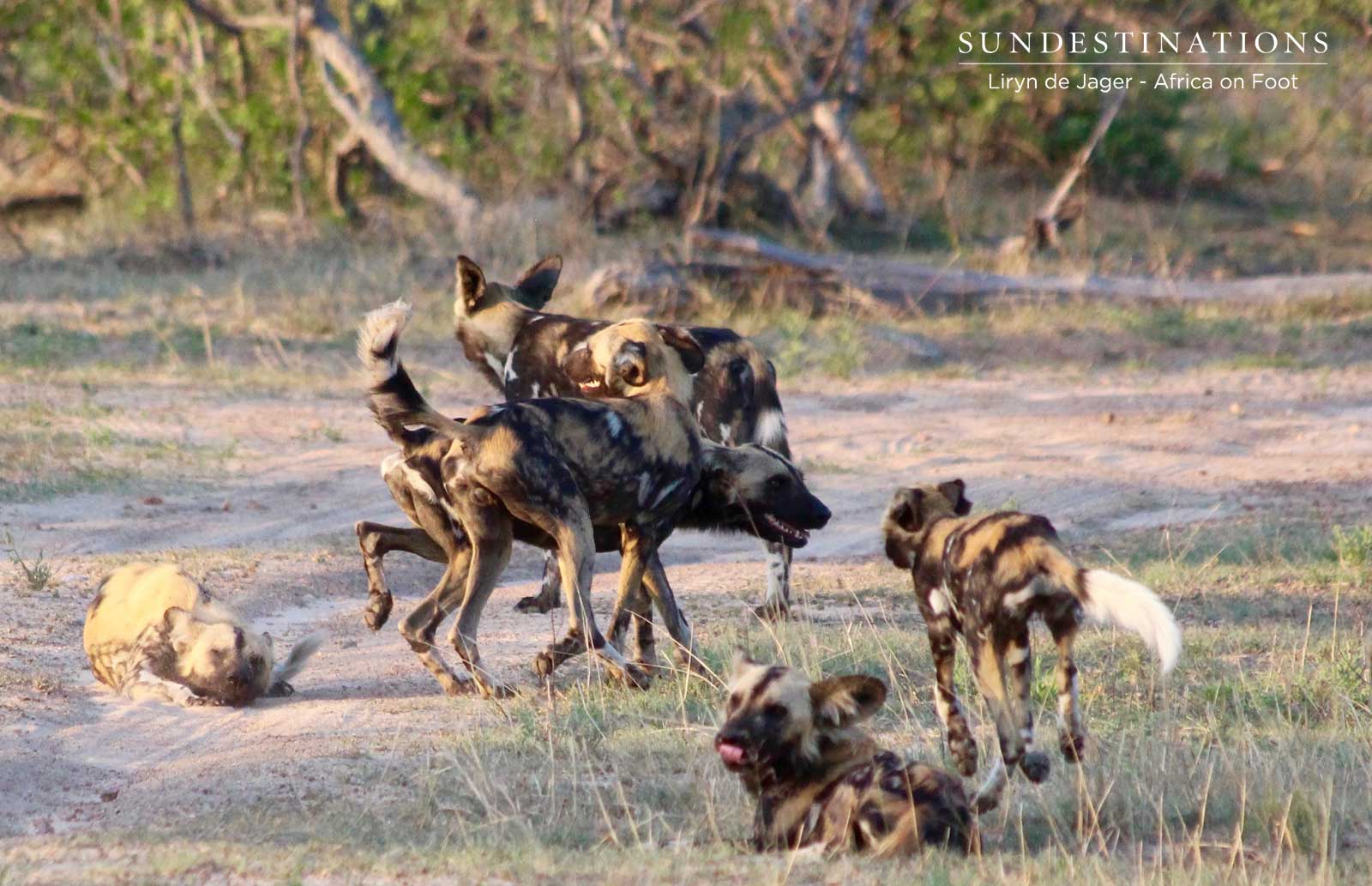 Wild Dogs Africa on Foot