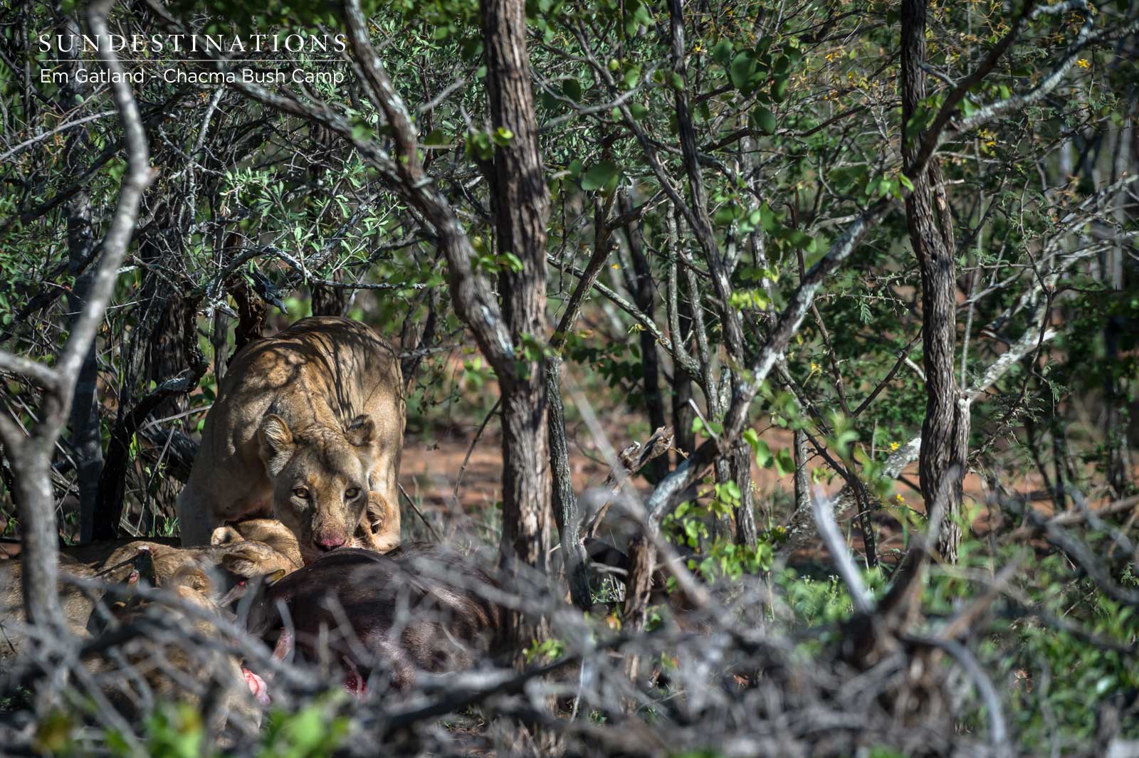 Lionesses and Sub-adult Cub at Lamai