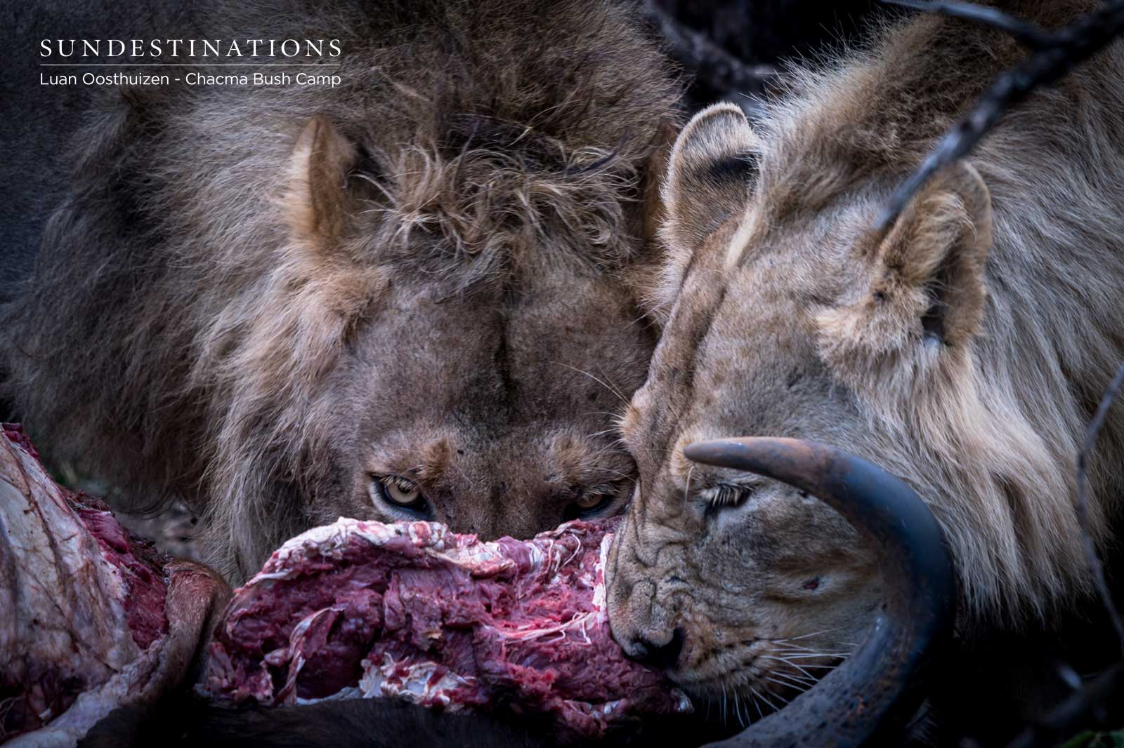 Maseke Male Lions