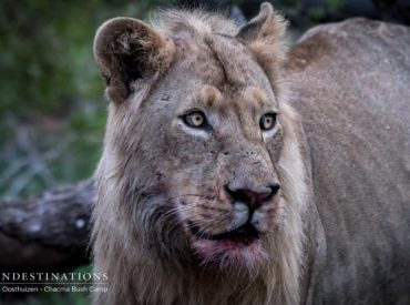 A couple months back we introduced you to a coalition of 6 burly male lions that we know as the “Maseke Males”. These lions patrol their turf with vigour and appear to be in elite physical condition, with two older males seemingly dominating the rest. Our sightings have included the full pride of boys, and then […]