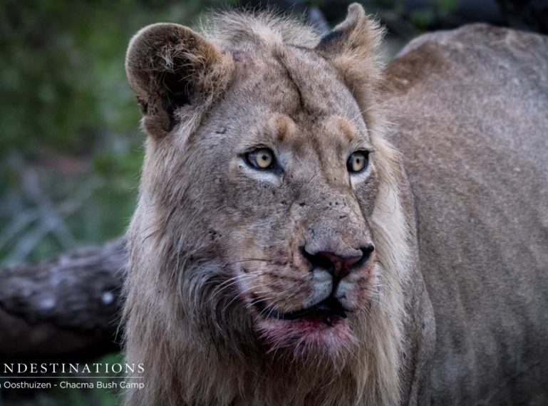 Lions of the Maseke : Lionesses, Sub-adults and The Bushveld Kings