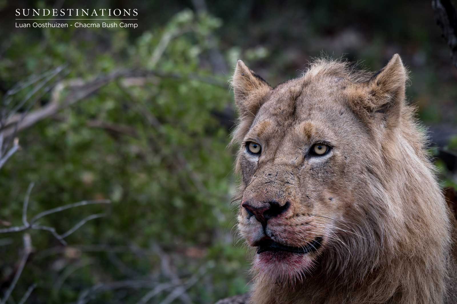 Maseke Male Lion Coalition