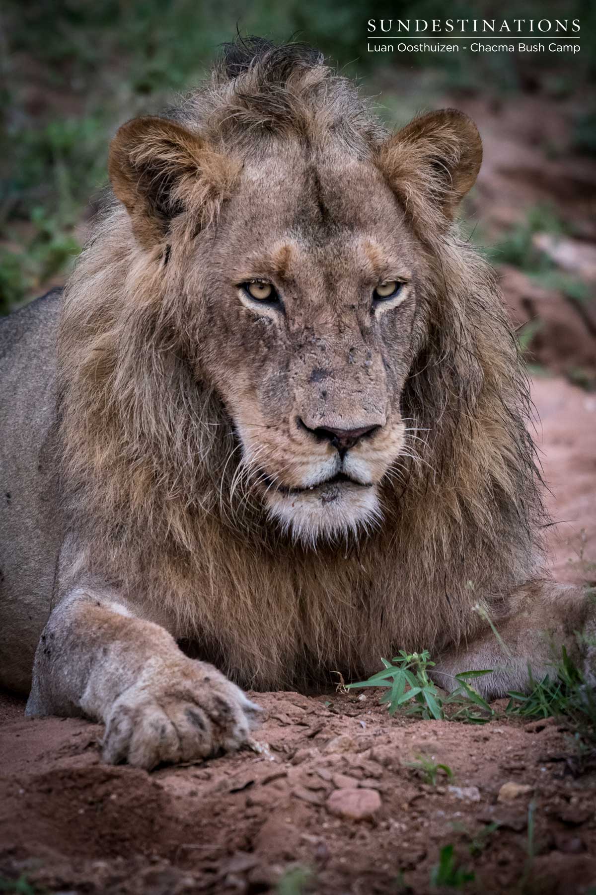Maseke Male Lions Devouring Kill