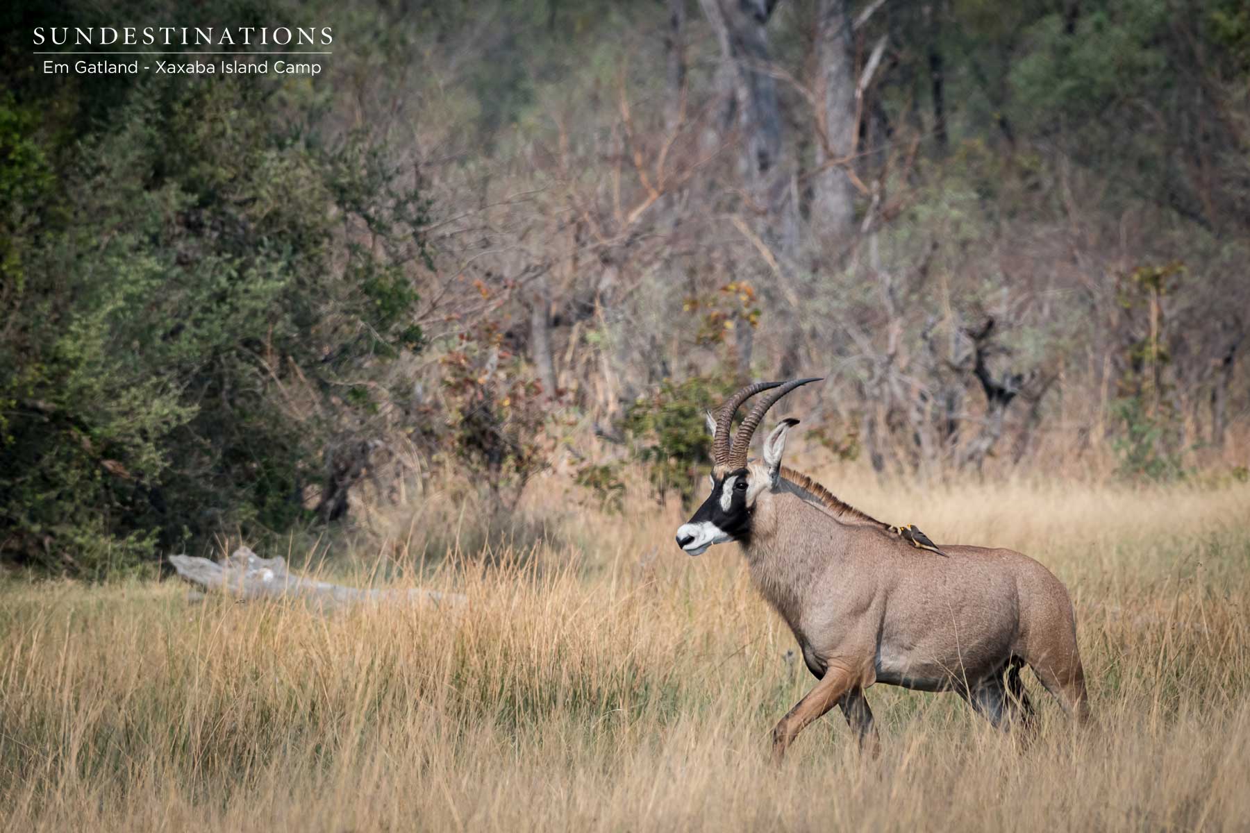 Roan Antelope Botswana