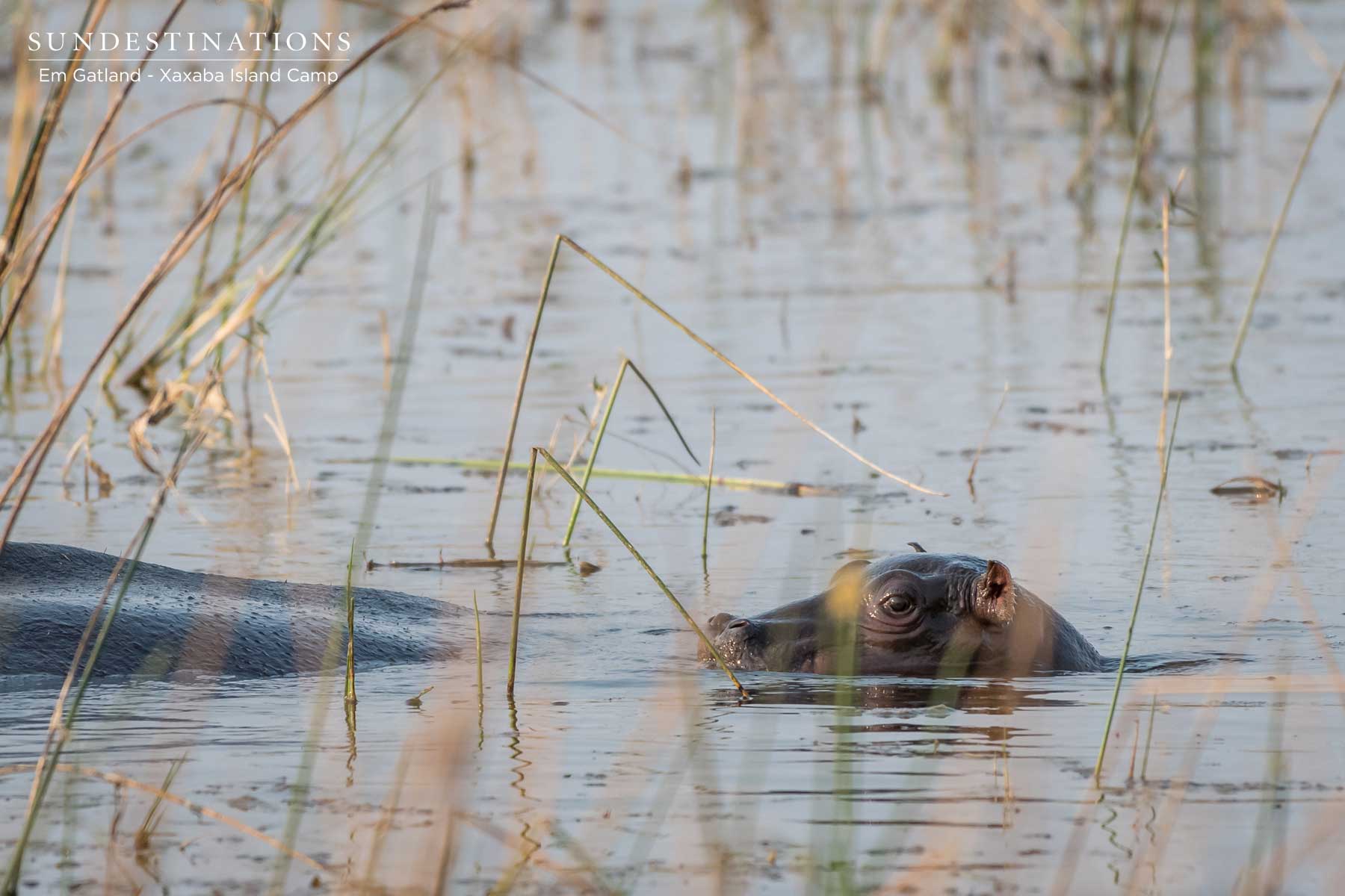 Okavango Delta Hippo