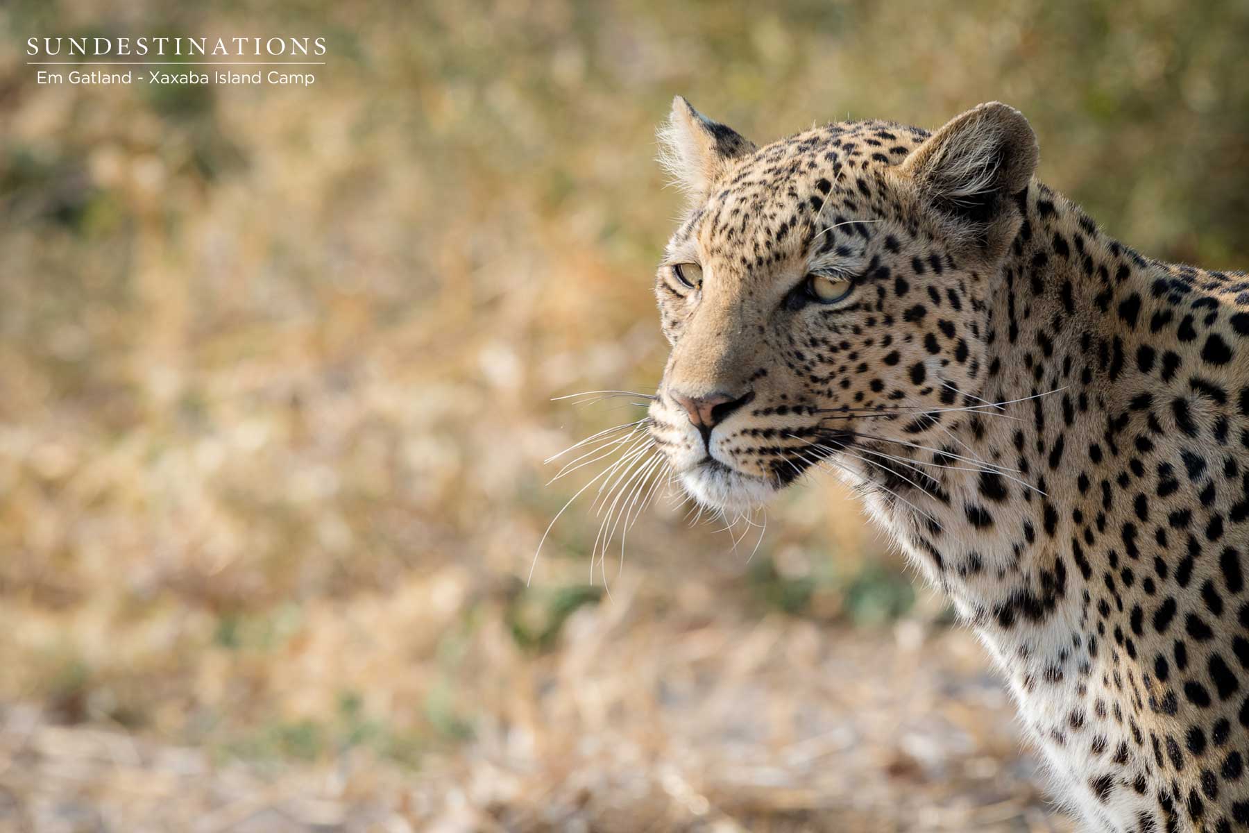 Okavango Delta Leopard
