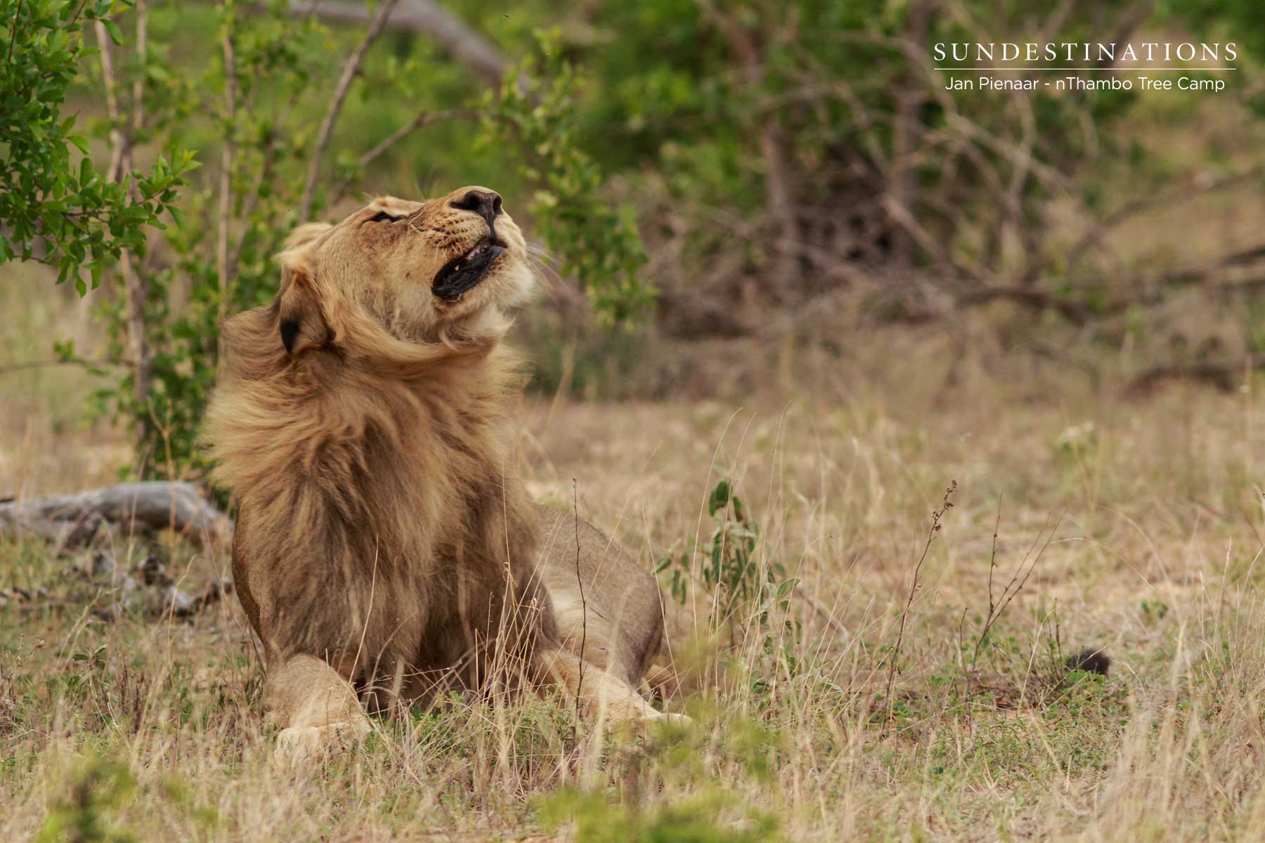 Mbiri Male Lions Klaserie