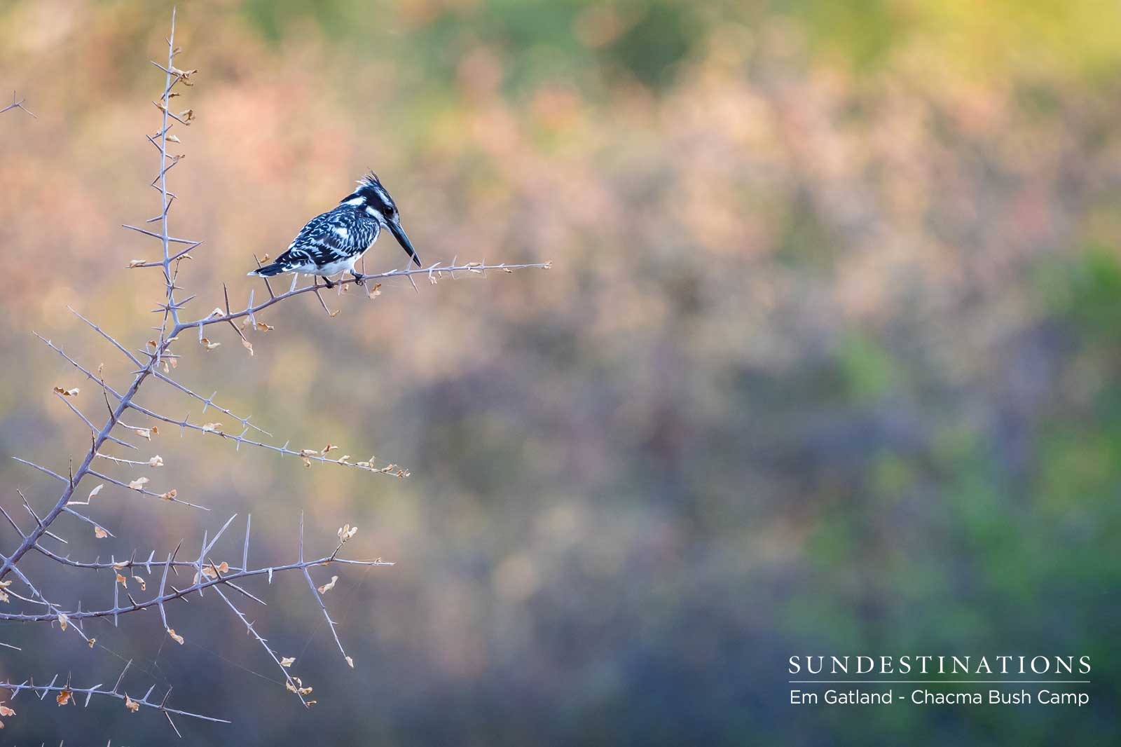 Pied Kingfisher at Chacma