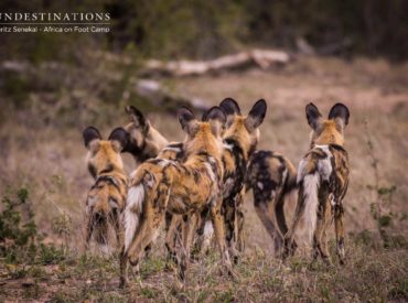 2017 is drawing to a close, and the year has plummeted into oblivion as quickly as a pied kingfisher dive bombs its prey. The year has been an interesting one, with new camps climbing aboard the Sun Destinations portfolio and a marked shift in lion pride behaviour across all of the reserves.   The four […]