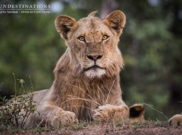 2 healthy and proud lionesses led a pride of 7 lithe sub-adult lions through the sparse crunchy brown thickets in search of prey. They were spotted late September and visibility was 100% due to the thinning bushveld, the hallmark of late winter in the Klaserie. It was the time of year when sporadic sprouts of […]