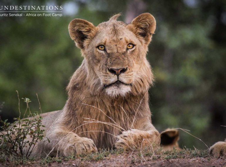 The Western Pride of Lions Visits the Klaserie