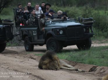 When it comes to lion pride sighting updates at Umkumbe Safari Lodge, we’re way overdue – just like that festive season credit card payment. We have some edge of the seat stuff coming your way, so hold your breath as we beguile you with the latest tales from our powerful big cat athletes. We’re skipping […]