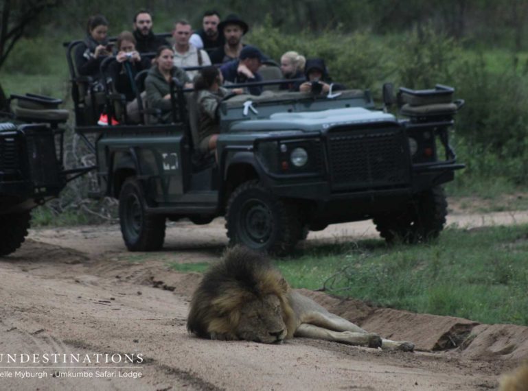 Umkumbe Lion Update : Kambula Lionesses are Doing the Rounds !