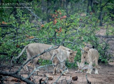 It’s not uncommon to witness our youngsters pushing boundaries and engaging in playful antics that, more often than not, ends in tears. The foolish behaviour of our species is no different to the array of wildlife that makes up our animal kingdom. Playtime is healthy for development and is more than just fun – even if it […]