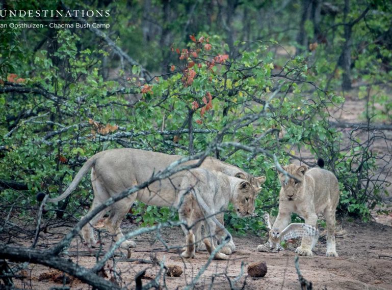 Chacma Lion Cubs Play with Barn Owl and No One Gives a Hoot