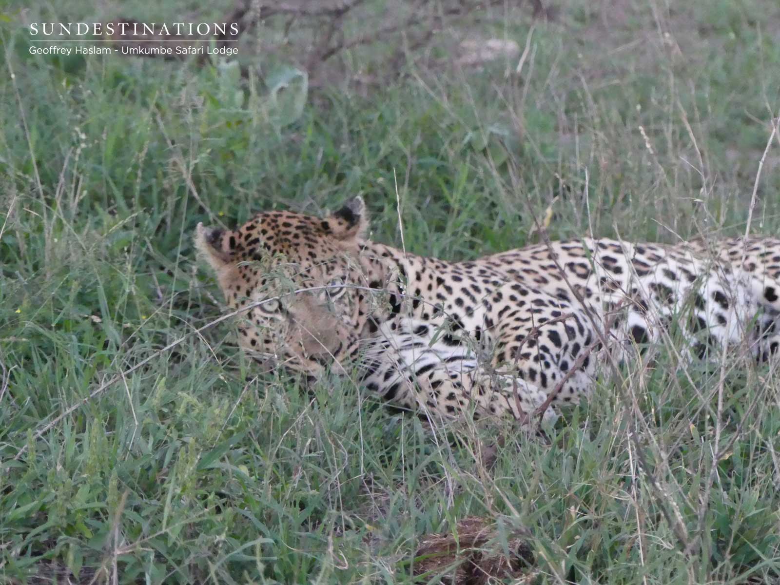 Inyathini Male Leopard Relaxing