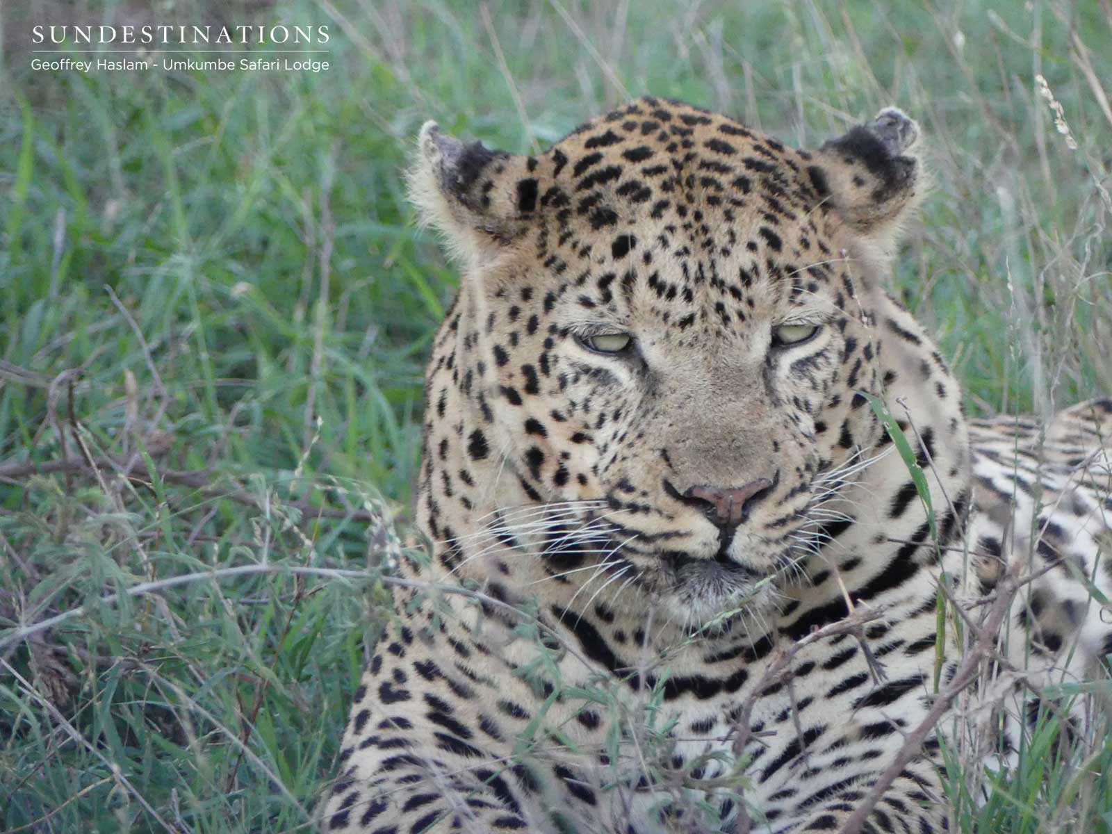 Inyathini the Male Leopard