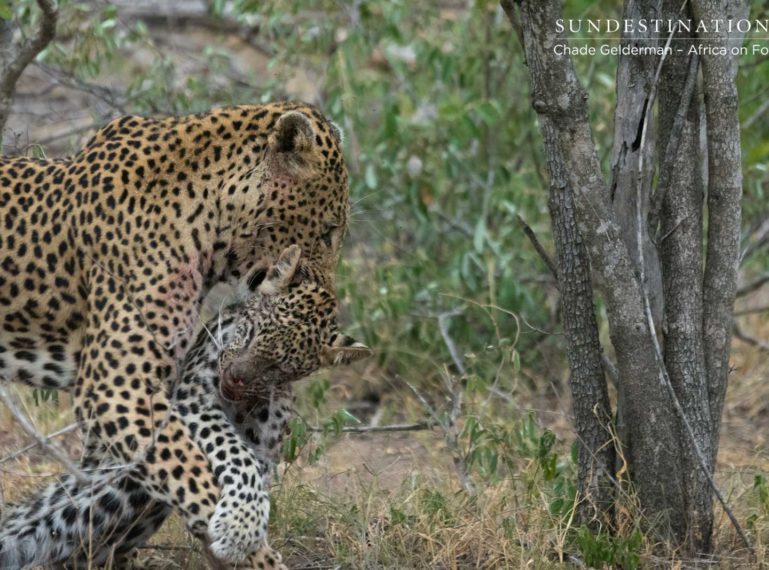 Massive Male Leopard Kills 6 Month Old Leopard Cub, Then Eats It