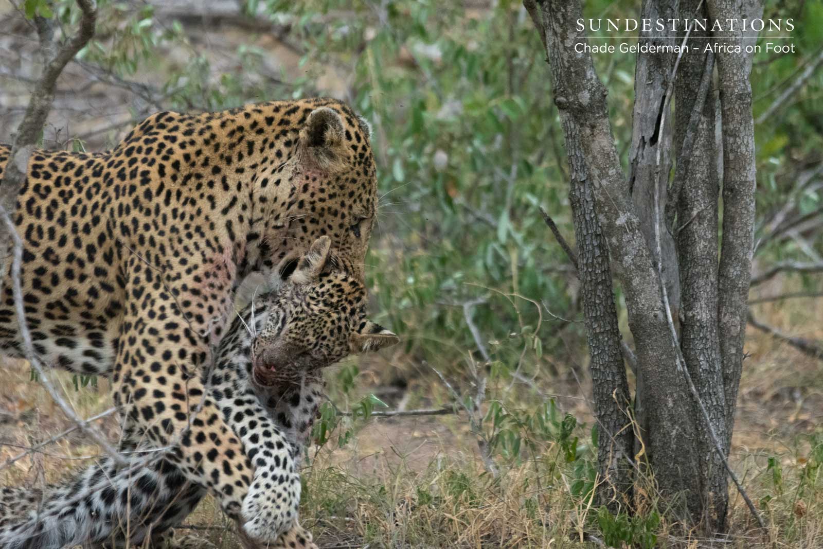 Male Leopard Killing a Leopard Cub