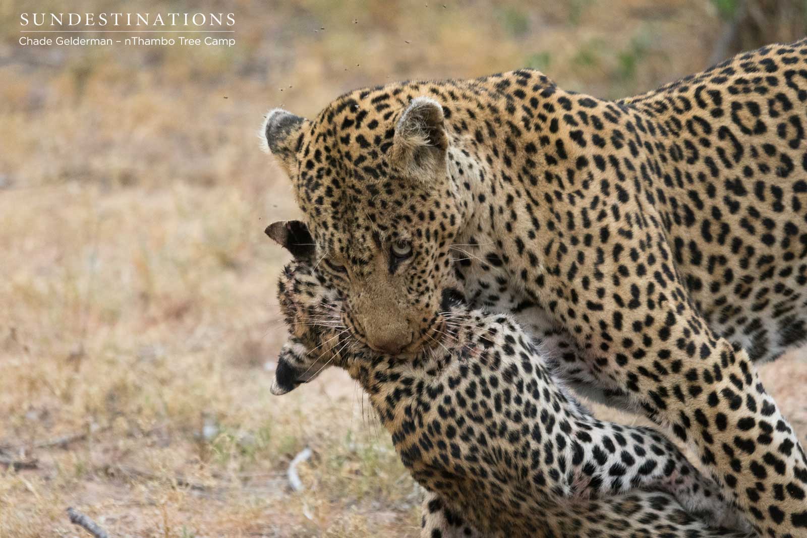 Leopard Kills Another Cub