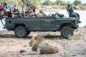 Lions - Mbiri Male Lions