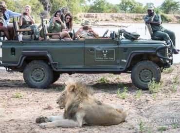 The two Mbiri male lions are a powerful coalition that traverse the rugged landscape of the both the Timbavati and Klaserie Private Nature Reserves. These are the two Mbiri males, often seen on our traverse. Guests were lucky enough to see these cats on the banks of a waterhole while out on morning game drive. […]