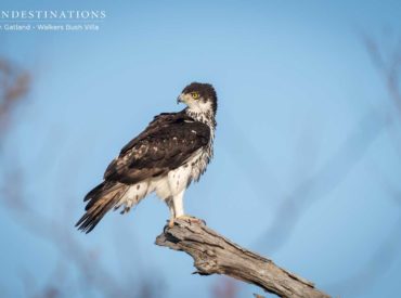 There are over 500 species of bird fluttering about in the Timbavati Game Reserve, and birders can delight in knowing that among the olde world prehistoric birds and raptors there dwell some delicate light footed passerines and graceful water-loving waders. There are those with colourful plumes that add bursts of colours to the grey-green and […]