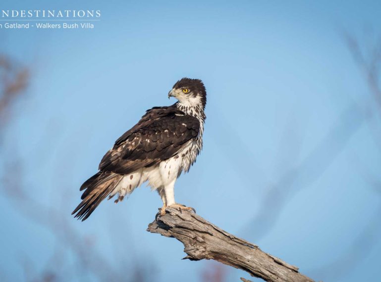 Walkers Bush Villa : Guests Go Birding in the Timbavati Game Reserve