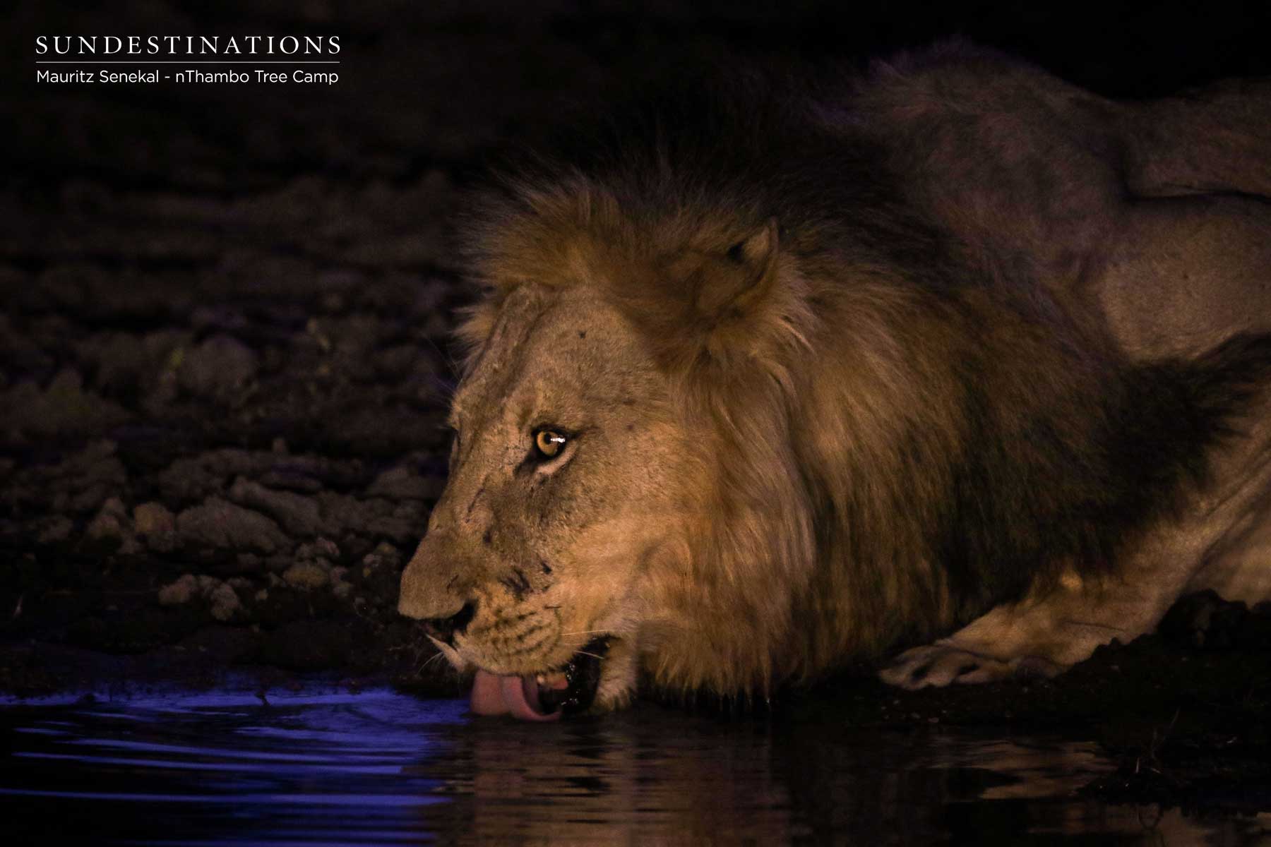 Mbiri Male Lions